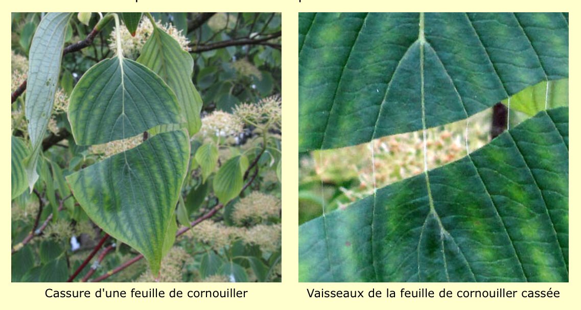 julien_loche's tweet photo. @BrunoJonet1 @canope_77 @bcocq #Cornouiller que l’on reconnaît facilement grâce aux vaisseaux spiralés des nervures qui s’étirent sans se casser https://t.co/wN582QhCpK https://t.co/2NW4Ui618A