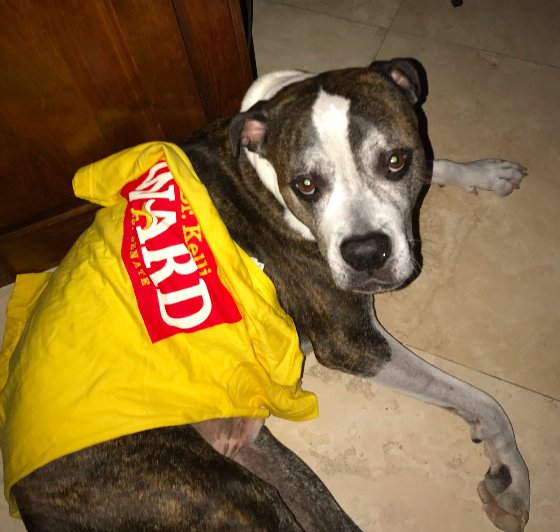 GrandOldPup's tweet photo. The lovely @MardiBenedict shared her @kelliwardaz supporting American Bulldogs, Bosco and Maddie, with us!  Bosco's shirt was just a liiiiiittle too small, but it makes a great blanket! 
#kelliward #conservative #dogsoftwitter #america #MAGA #KAGA #americanbulldog #americanbully https://t.co/526ZXqJoDx