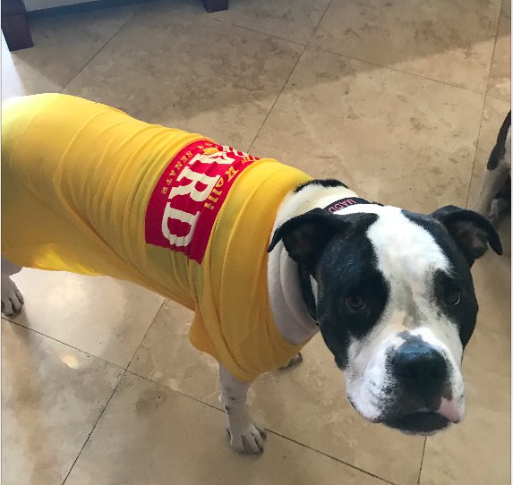 GrandOldPup's tweet photo. The lovely @MardiBenedict shared her @kelliwardaz supporting American Bulldogs, Bosco and Maddie, with us!  Bosco's shirt was just a liiiiiittle too small, but it makes a great blanket! 
#kelliward #conservative #dogsoftwitter #america #MAGA #KAGA #americanbulldog #americanbully https://t.co/526ZXqJoDx
