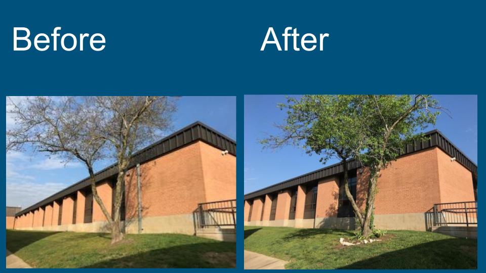 Project/Problem-Based Learning = Sprucing up Crestview!  Notice the plants and rock border around a happier tree.  :)
#crestviewmiddle #cmsserves