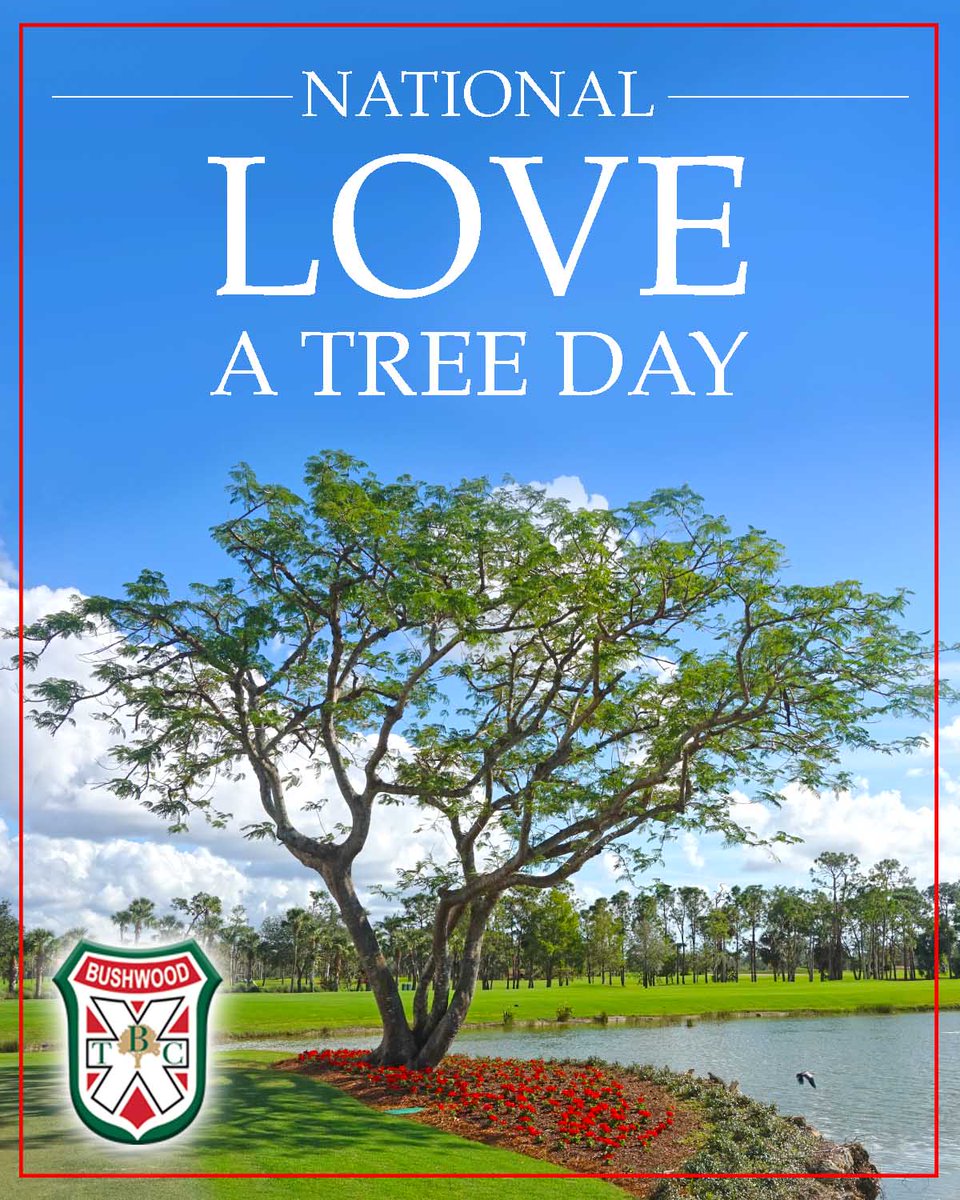 PinestrawSWFL's tweet photo. Today is National Love a Tree Day! Pamper your trees today with the best tree care company around! Call @BushwoodTreeCo today! 239.332.0015 #nationalLoveATreeDay #PinestrawSWFL #BushwoodTreeCo #trees #love https://t.co/OP2eAwbnSg