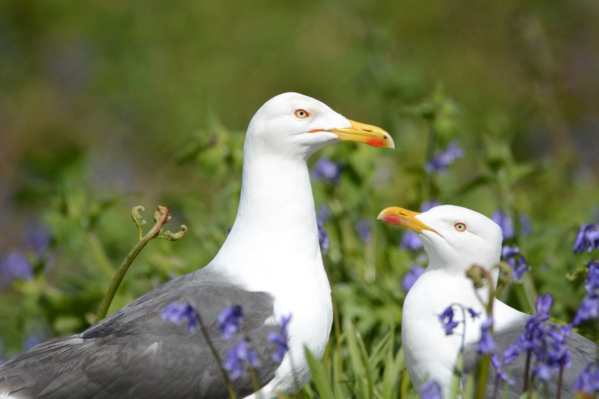 BBurke88's tweet photo. A pair of Lesser Black-backed Gulls, nesting amongst the Bluebells @CopelandBirdObs - May 2018. #TeamGull #Seabirds https://t.co/H35phdAvTX