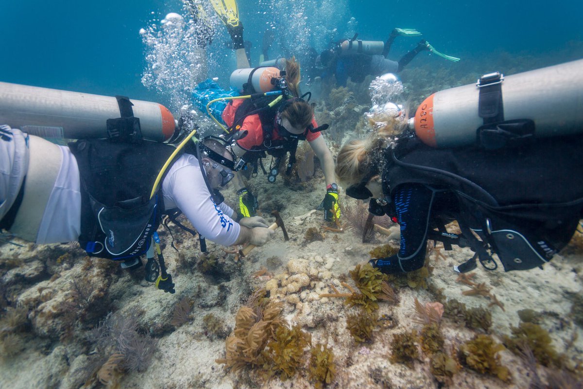 coralcrf's tweet photo. Become part of a global movement with #MarchForTheOcean by participating in CRF's CORALPALOOZA! Register now as space is limited to #RestoreAReef!! https://t.co/kVZW7mgiBM
