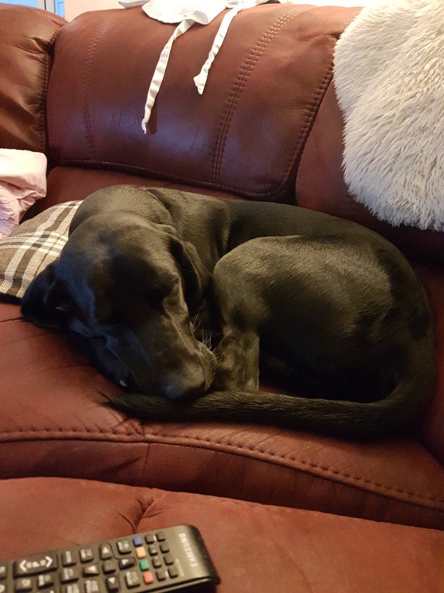 Otis_TopDog's tweet image. My bone has been put away now...so I'm sleeping here. Not on my blanket. #nobone #noblanket