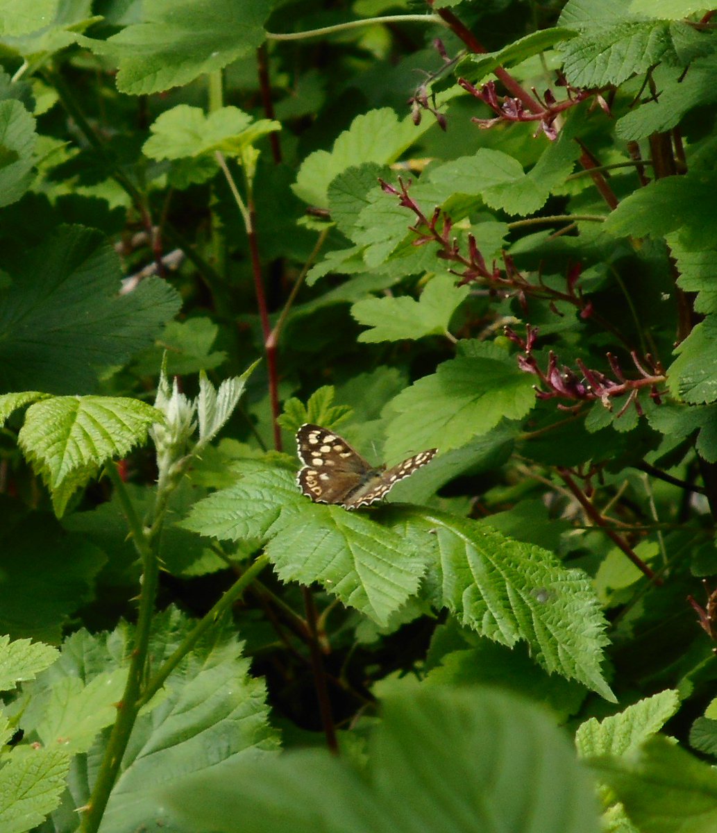 greenbeltsal's tweet photo. #OrangeTip #Honesty ... Promise it's at the bottom of the photo #NotMyBestPhoto
#SpeckledWood #Bramble @RichardFoxBC @savebutterflies @BC_Yorkshire @britbutterflies @ukbutterflies @Butterfly_bros https://t.co/KUSDj8eEy2