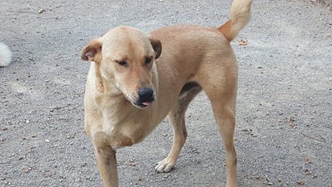 Haydos bakım evinde yaşıyorlar. Onlara uzaktan da olsa yardım etmek istermisiniz ? 
İletişim:Türkan DAĞDELEN..+90 532 765 6819
DENİZBANK Ortaca – Muğla
Hesap Adı: Ortaca Hayvan Dostları Derneği
IBAN: TR28 0013 4000 0030 5149 5000 01
Mama bagışlarınız icin;
temizmama.com