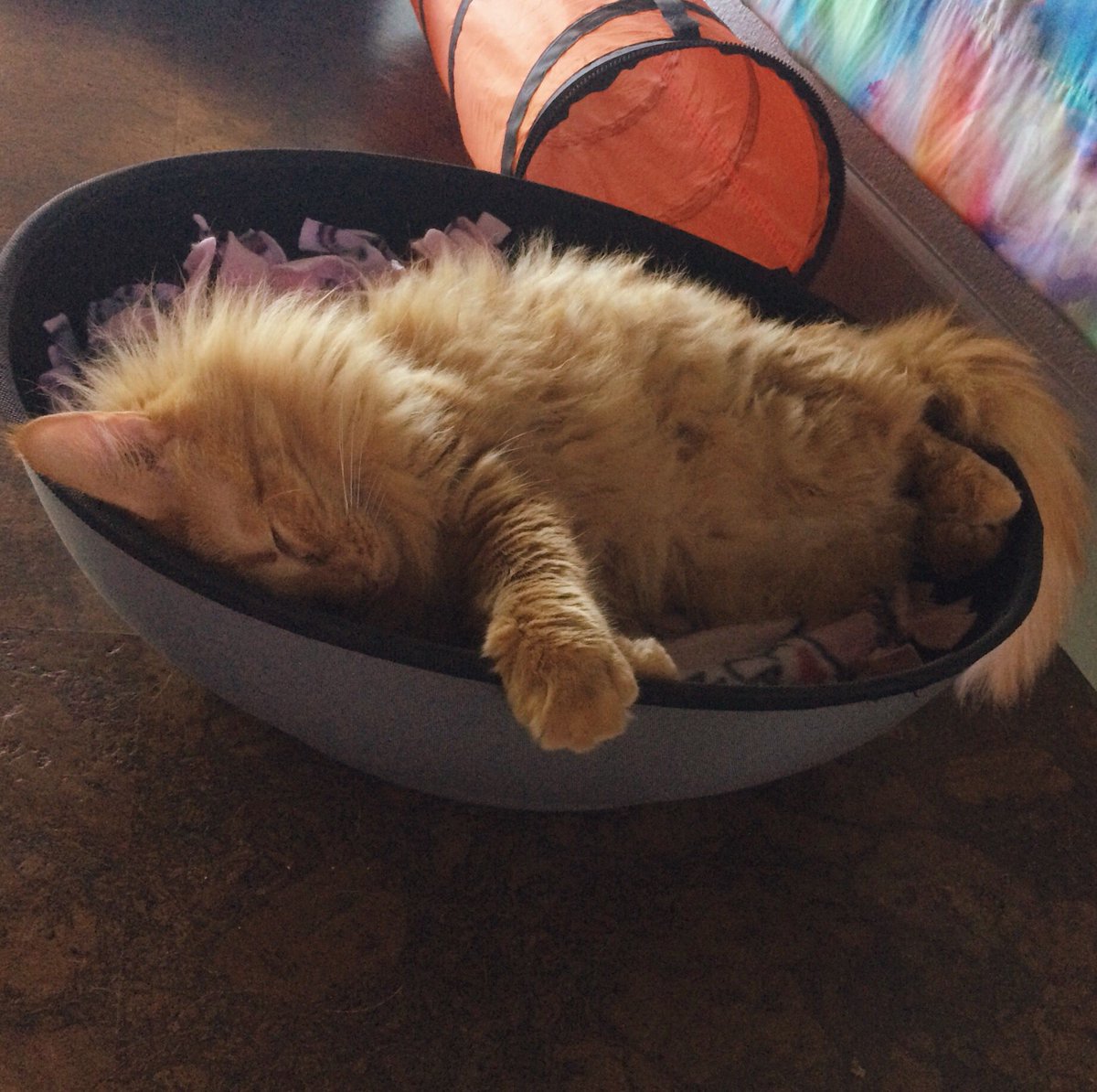 ZencatLounge's tweet photo. Riva says "Finally, a bed big enough for me!" The mod half-pod by @khpet #zencatlounge #cats #lioncat #adoptdontshop #adoptable #rescuecat #floof #gingercats https://t.co/H8j5a7tpZh