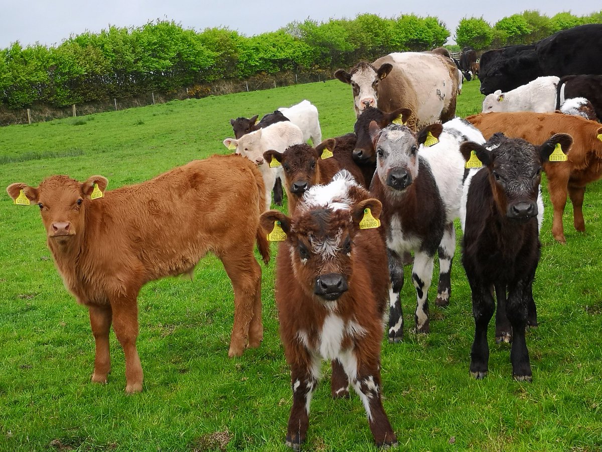newlandfarm's tweet photo. Trouble! #Calfpix #HuaweiP20 https://t.co/5SbnZ6Xb8m