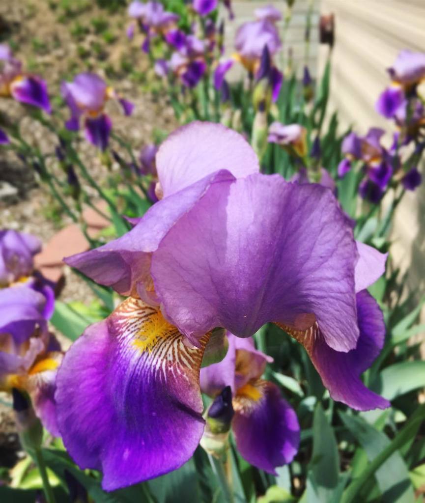 RVtoFreedom's tweet photo. 🏜 We spend so much time in the deserts and canyon country of the West in awe of their  tonal beauty that we can forget just how colorful nature can be. ~~~
Now as we are experiencing spring again in the Midwest, the colors seem fiercer than ever and … https://t.co/hwnserOTmK https://t.co/TXouj1Kv9j
