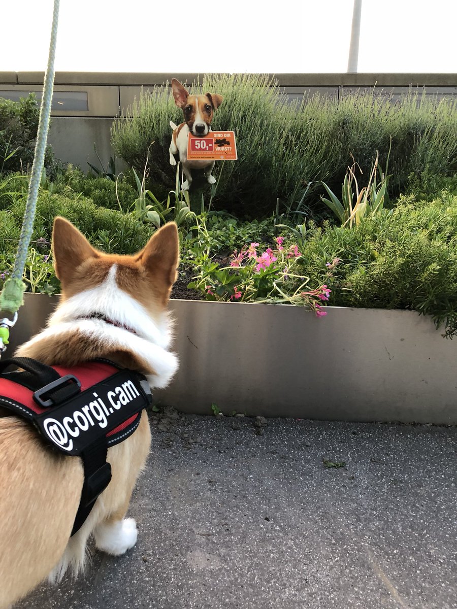 Yosun's tweet image. #weparty prep and @corgi_cam spooked by a paper hologram at #WeAreDevs