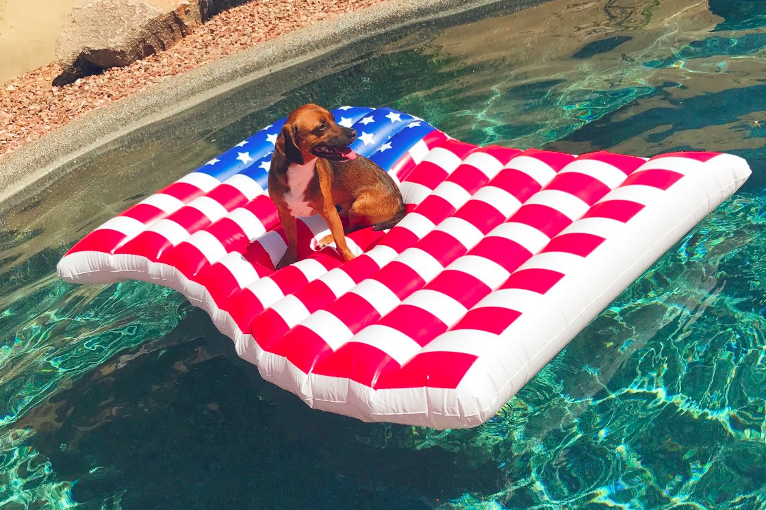 GrandOldPup's tweet photo. Fun in the sun? Koda shows us how's it's done!

(Excuse the rhyme... but no one said this wouldn't be cheesy. )

Thanks, @katelynwardaz for the fantastic puppy pic!

#GOP #GreatOldPup #patriotic #america #conservative #summervibes #redwhiteandblue https://t.co/Xqg5wXgry6