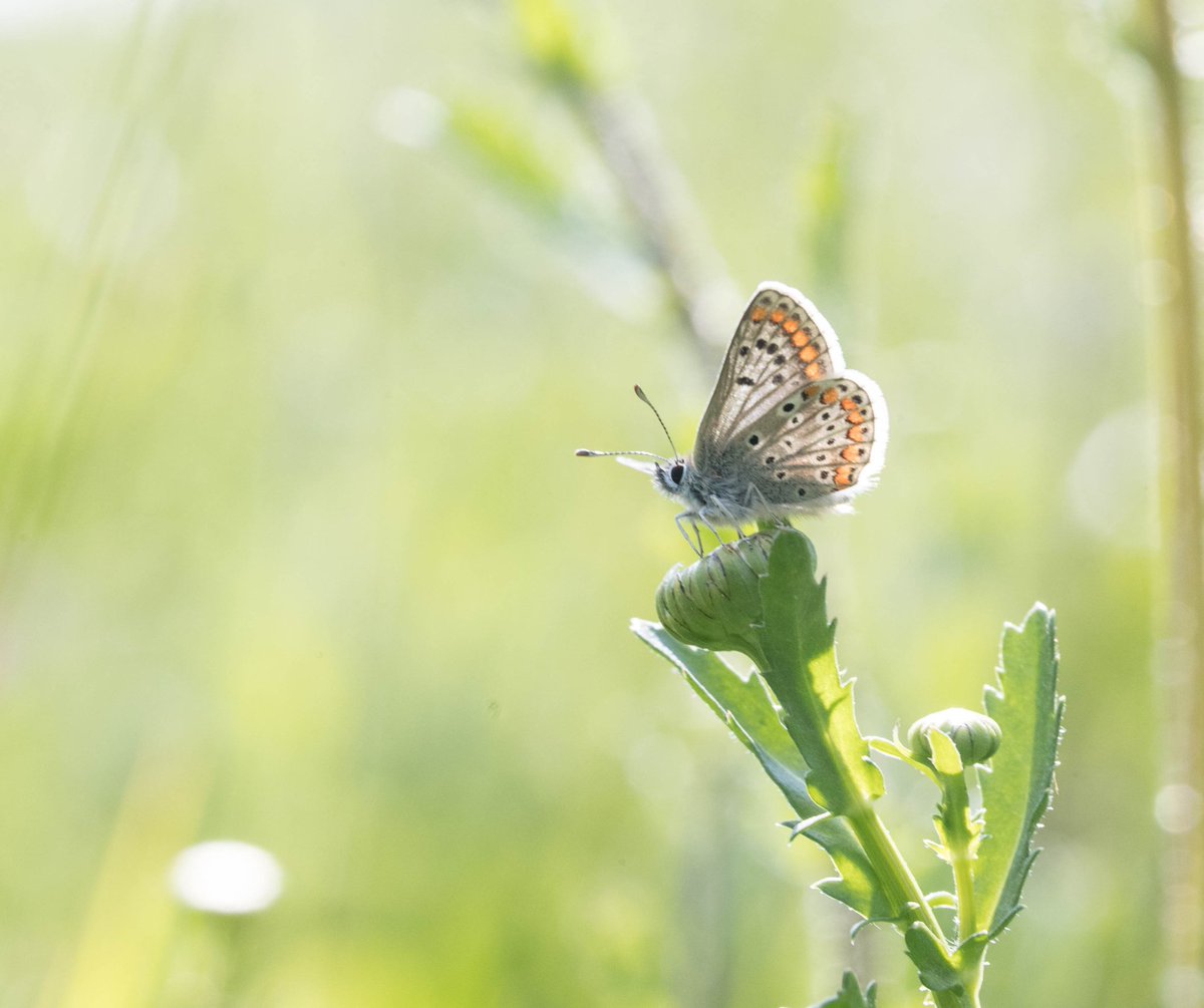 EssexWT_Andrew's tweet photo. First Brown Argus for me this year at @EssexWildlife Gunners Park. Spotted this beauty late yesterday afternoon down in the butterfly transect.
#brownargus #ukbutterfly #gunnerspark https://t.co/PRDwmcOEWb