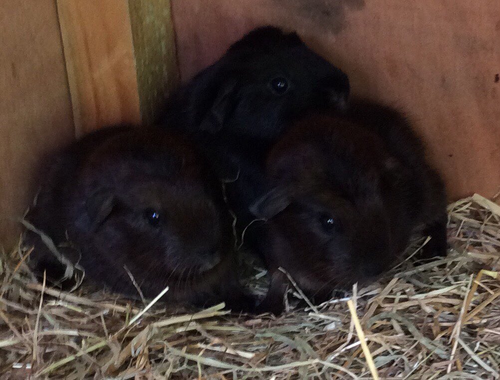 GeoffGr83201749's tweet photo. @squidgypigs Bravo ! 😊 https://t.co/y7fGveESro