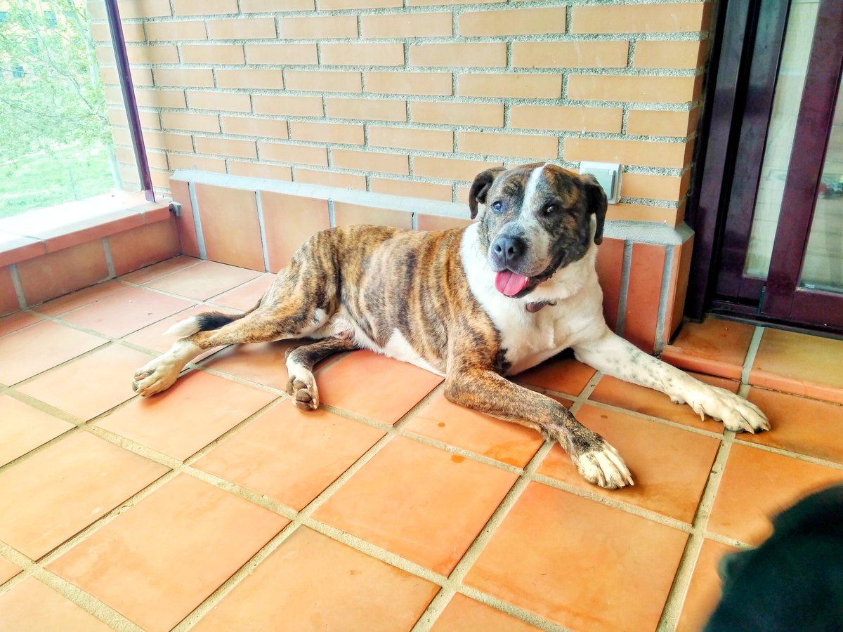 Coraalperez's tweet photo. @DANIROVIRA @elhormiguero Tenian un cuarto hermano, llamado trouvé, un mastin precioso que ha adoptado mi hermana. Va a ser un perro feliz aunque nada sustituira el amor de Santiago. Gracias por ayudarle y ayudar a estos bellos animales. https://t.co/sPRbEt7tV0