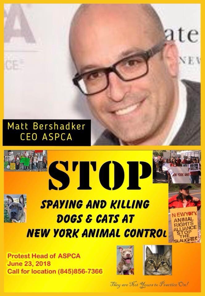 nasrene41's tweet image. #DUKE 27166 - He was #EUTHANIZED by #NYCACC at or around 5:30pm after being #NEUTERED @ASPCA  and had both an #ADOPTER and a #FOSTER offer. @JustinBrannan @TonyAvella @TamarLapin @nypost @AssemblyLWalker @NYGovCuomo @dianesavino #DoSomething! #BlueState