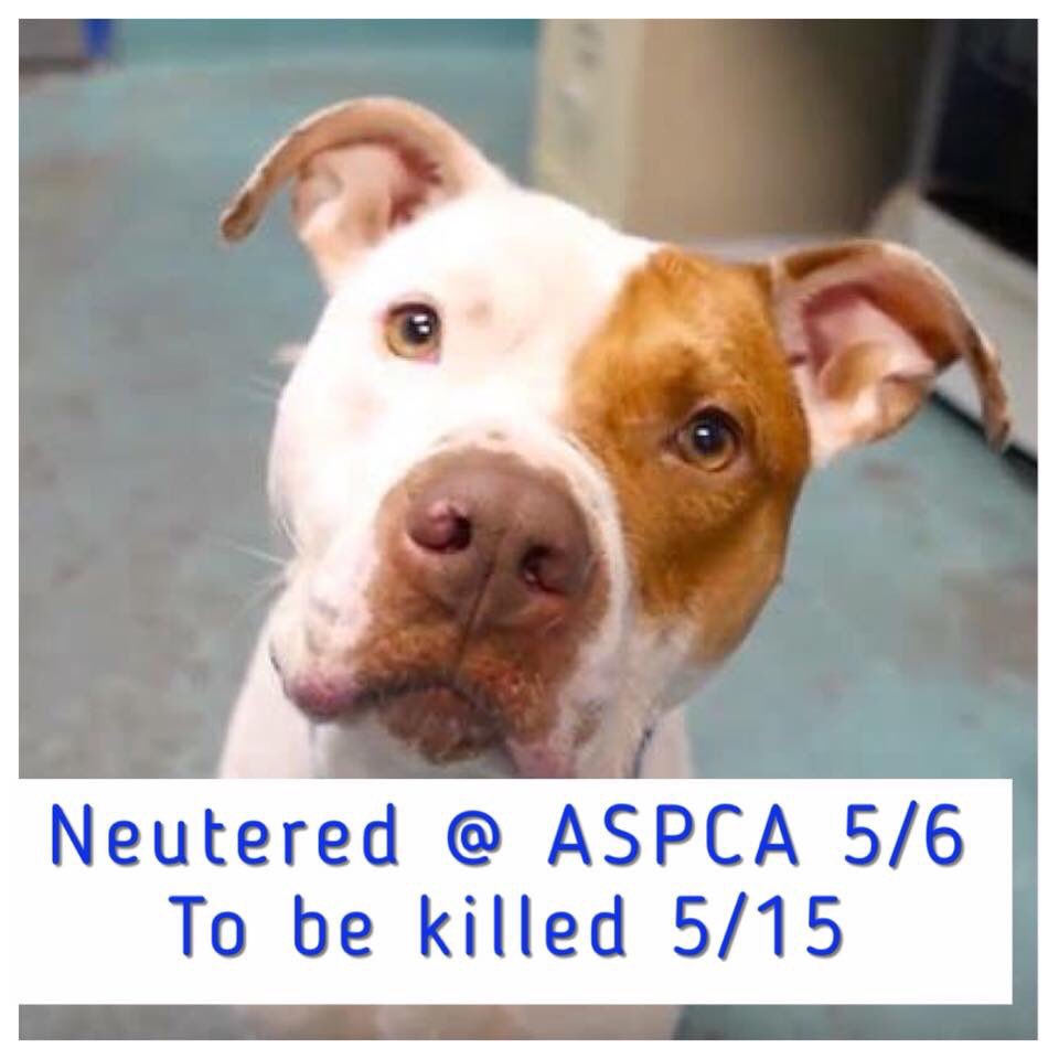 nasrene41's tweet image. #DUKE 27166 - He was #EUTHANIZED by #NYCACC at or around 5:30pm after being #NEUTERED @ASPCA  and had both an #ADOPTER and a #FOSTER offer. @JustinBrannan @TonyAvella @TamarLapin @nypost @AssemblyLWalker @NYGovCuomo @dianesavino #DoSomething! #BlueState