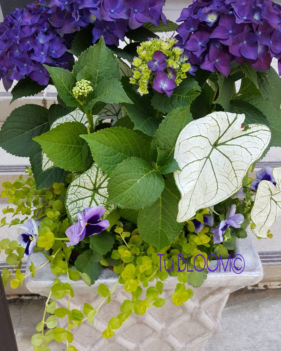 #Hydrangea Wednesday anyone? Happy hump day! #nofilter #flowerpower #purple #garden #blooms #tubloom @JOHNGIDDING @WavePetunias @PhilaFlowerShow <a href="/chicagobotanic/">Chicago Botanic Garden</a> <a href="/GardenDesignMag/">Garden Design Mag</a> <a href="/CrescentGardenT/">CRESCENT GARDEN</a> <a href="/TracyButlerABC7/">Tracy Butler</a> <a href="/KatieRotella/">Katie Rotella</a> <a href="/abanajacobs/">AJ</a> <a href="/ALLACCESSGARDen/">ALL ACCESS GARDENING</a> <a href="/ChefArtSmith/">Chef Art Smith</a> <a href="/kgimson/">k gimson 🌻🐝</a>