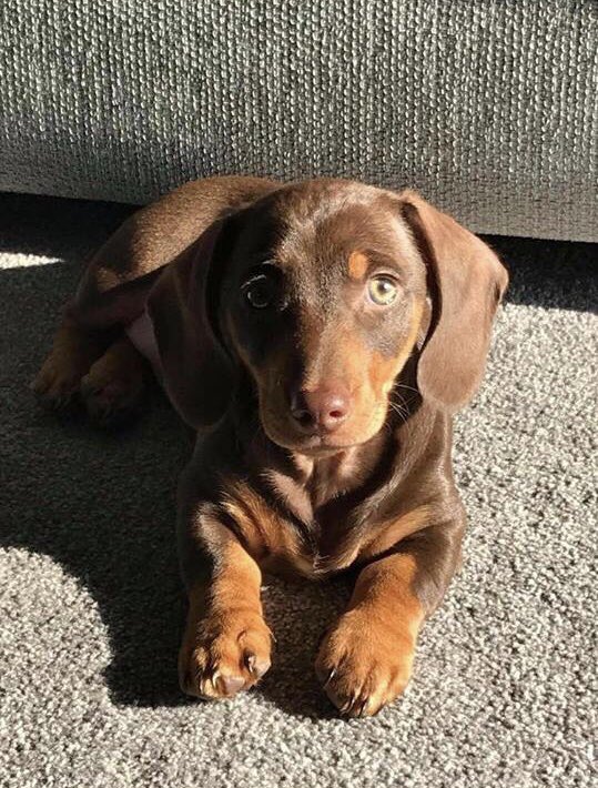 MakeChipsCount to Reunite Pets tweet media