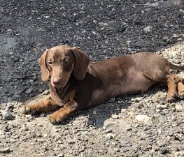 MakeChipsCount to Reunite Pets tweet media