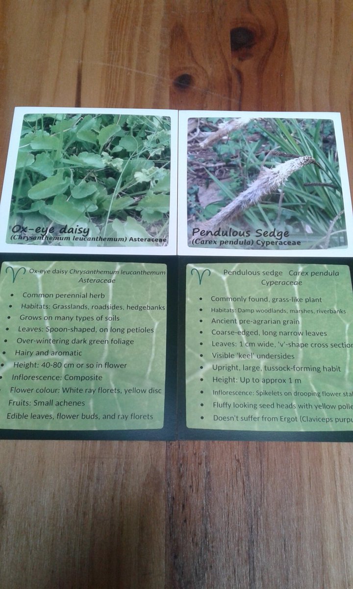 Foragers Friend Spring Set wildplantguide.com/product/forage…