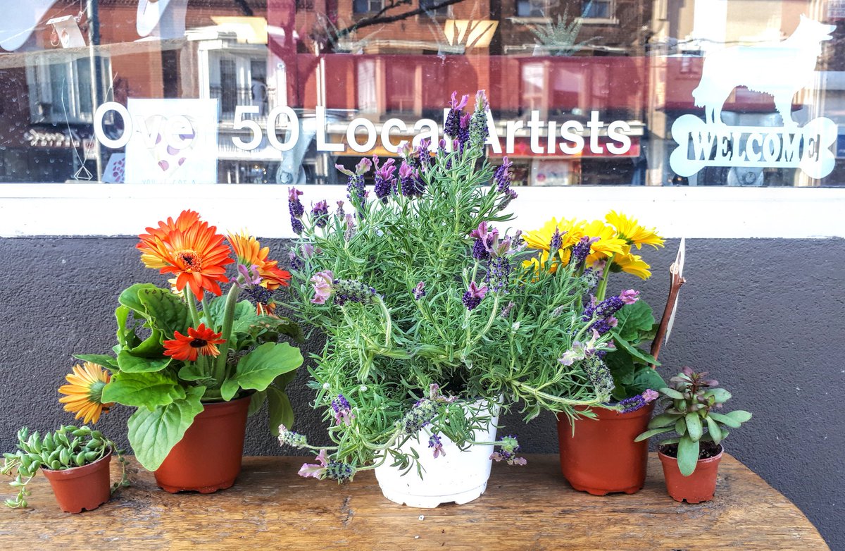 ArtsMarket's tweet photo. No doubt the flowers are loving this sunshine! Drop by our #846College location to find a happy plant buddy from @mikafleur to take home! While your here check out the 50+ other local artisans we feature!

PS: Bring your doggo too!🐶
#CreateSellShop #springTO #flowerstagram https://t.co/6vCBVp91n3