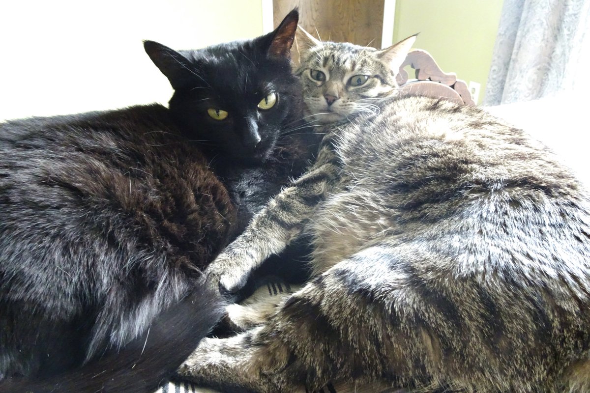 mothcameron's tweet photo. Kittens who find having their picture taken annoying. https://t.co/5WFYfvM3rD