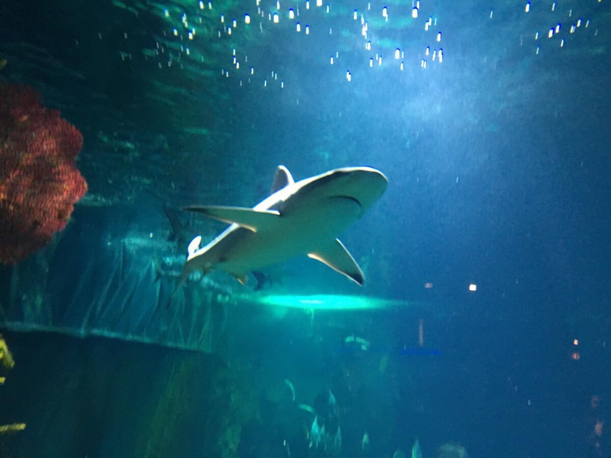 ClementVanessa's tweet image. Partner conference @MuseedelaMer @Ville2Biarritz @SophosPartners @SophosFrance #SeeTheFuture #SophosPC