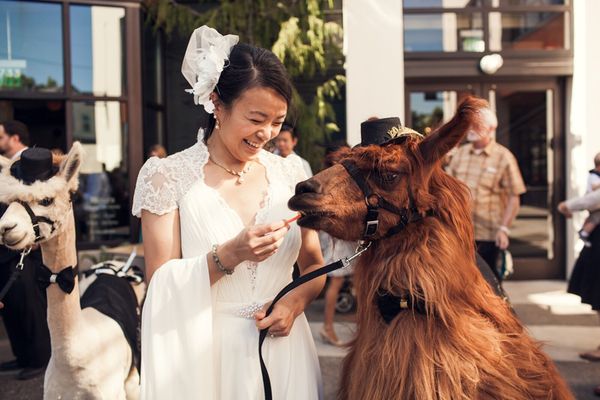 You've heard of Oregon #weddingllamas. Now learn what they're all about. bestweddingoregon.com/blog/why-not-i… <a href="/RojoTheLlama/">Rojo the Llama</a>