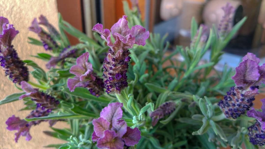 VekkVlog's tweet image. #vekkvlog #cameratest #xiaomimi5 #aggiornamento #androidoreo #testmacro #macrophotography #xiaomicamera #mi5 #utentixiaomi #xiaomiphotograph #xiaomiclick #flowers #fiori #mi5camera #android8 #miuiglobal #globalbetatesting #oreo #natura #cameraphone #xiaomi #xiaomiitalia