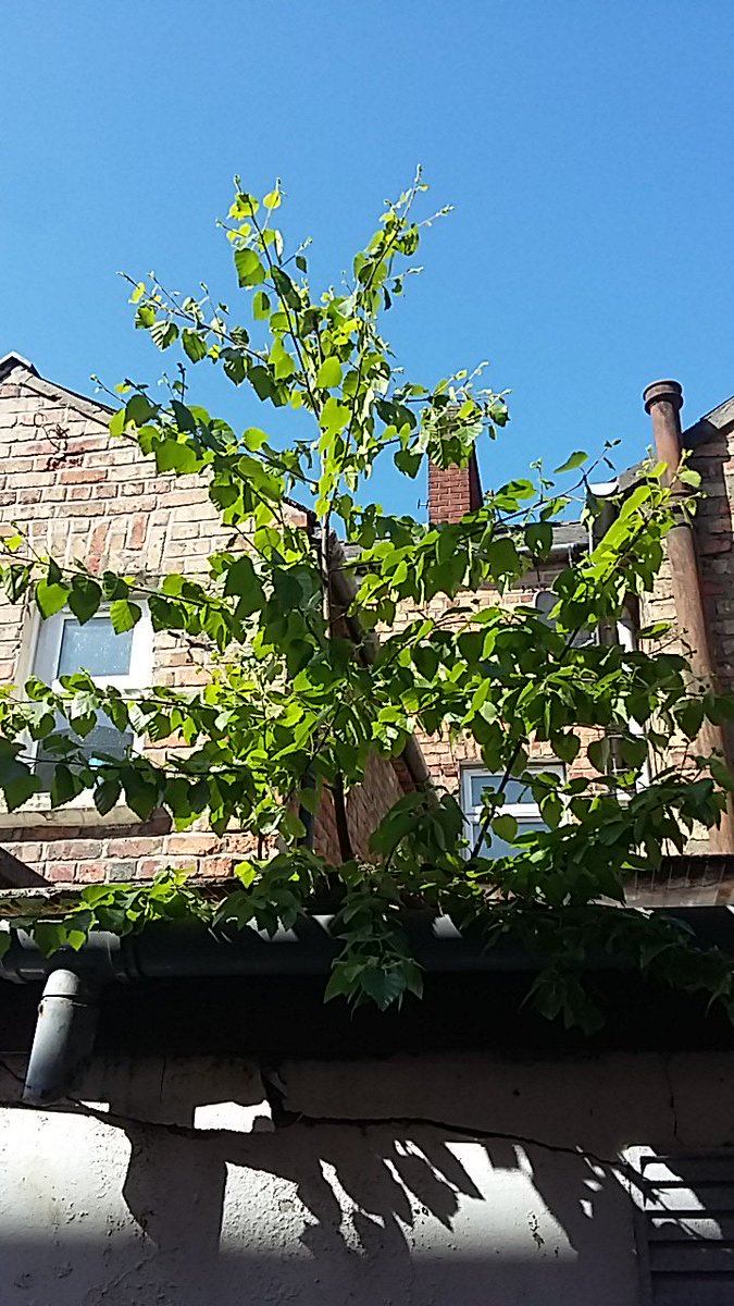 Toni_Whiteside's tweet photo. Here trees grow anywhere. https://t.co/jLfE9dhXtj