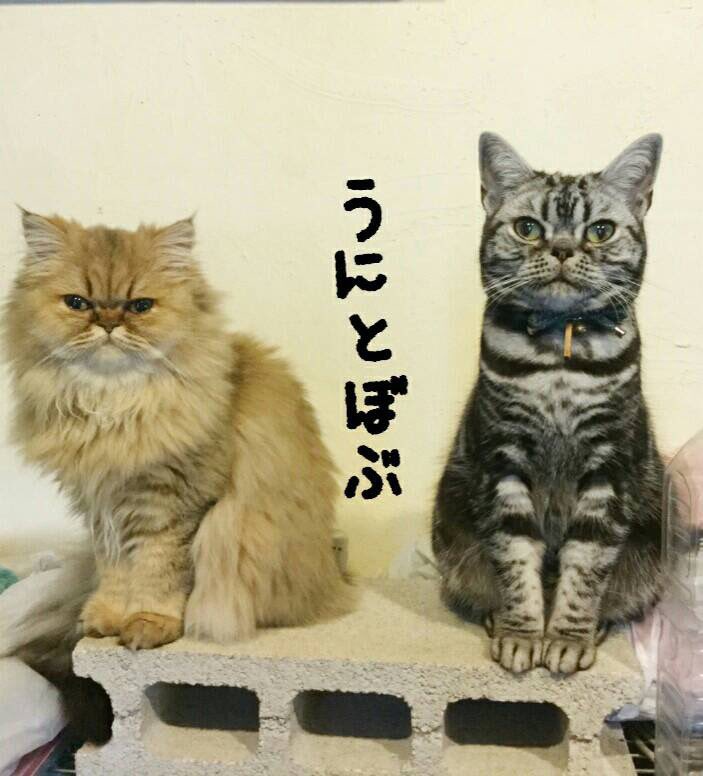 小判🐾 tweet media