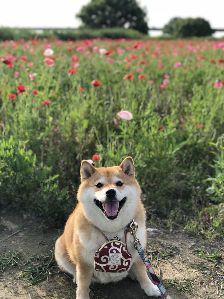 みっこ★様❣️オーダーページ＊花ヘリコプターに乗る柴犬パネル2枚 オーダーパネルご紹介ページ＊花ヘリコプターに乗る猫ちゃん