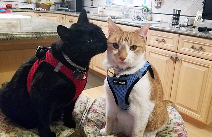 bestfriends's tweet photo. Taking naps, going on walks and lounging around together are just a few things that senior besties, Pyro and Raoul, enjoyed doing together in Cat World at the Sanctuary. But it didn't stop there — they were also adopted together! See their story: https://t.co/CRoDxZgCFf. ^ND https://t.co/c3KHThYTNc