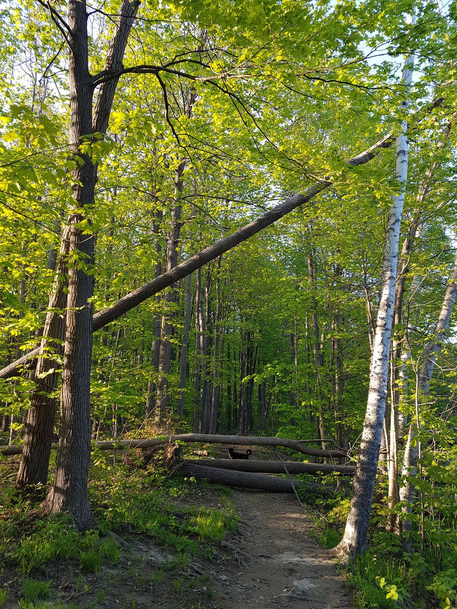 JillMSkinner's tweet image. Still some large trees hovering over pathways in Elmhurst Forest Recognizing many trees hit during last storm, these remain a #SafetyHazard @ottawacity @ottawahealth #Ottawa311 @SgtMKeen_WCPC