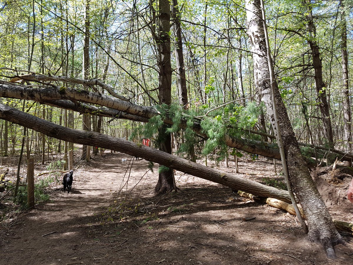 JillMSkinner's tweet image. Still some large trees hovering over pathways in Elmhurst Forest Recognizing many trees hit during last storm, these remain a #SafetyHazard @ottawacity @ottawahealth #Ottawa311 @SgtMKeen_WCPC