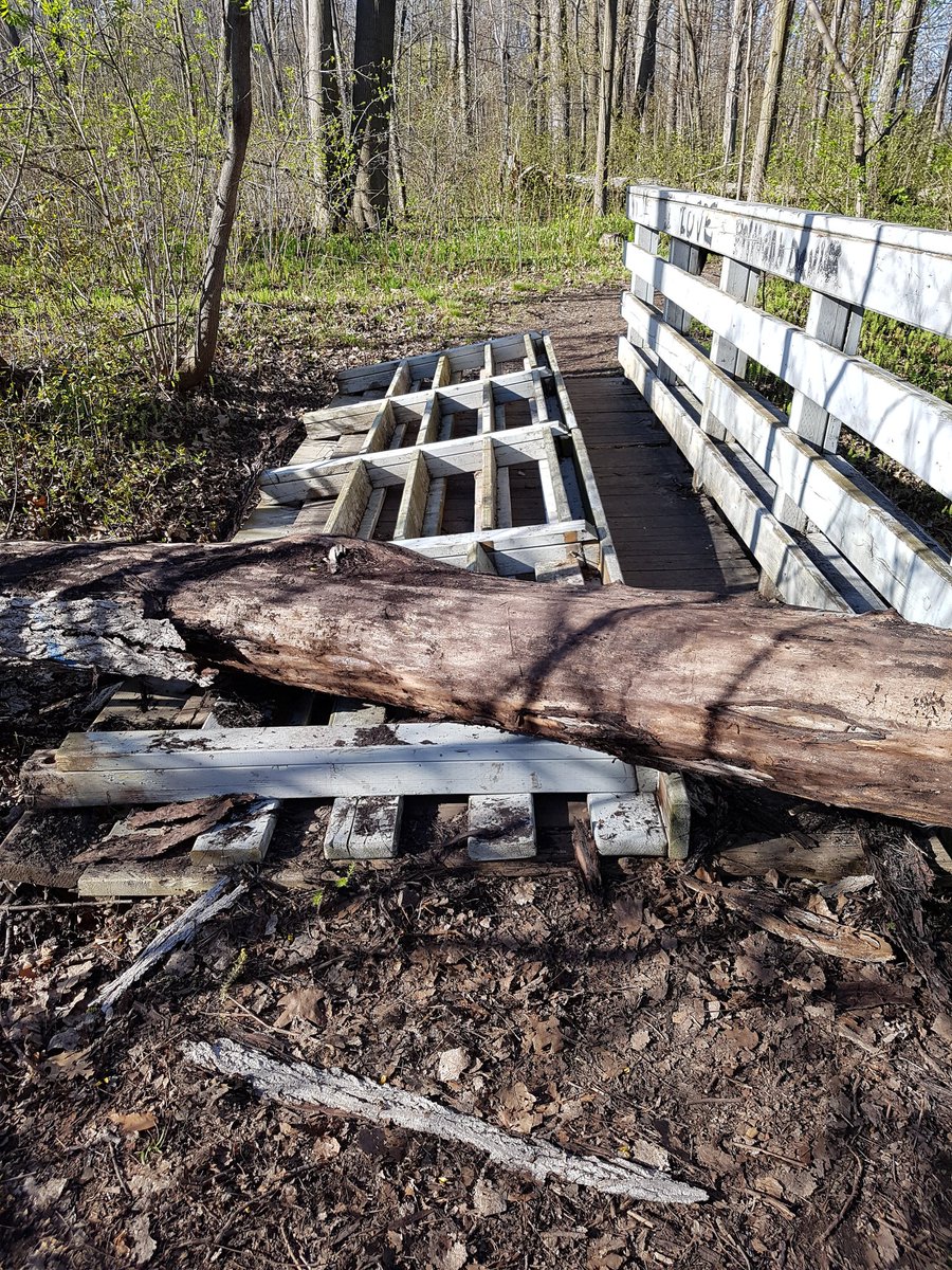 JillMSkinner's tweet image. Still some large trees hovering over pathways in Elmhurst Forest Recognizing many trees hit during last storm, these remain a #SafetyHazard @ottawacity @ottawahealth #Ottawa311 @SgtMKeen_WCPC