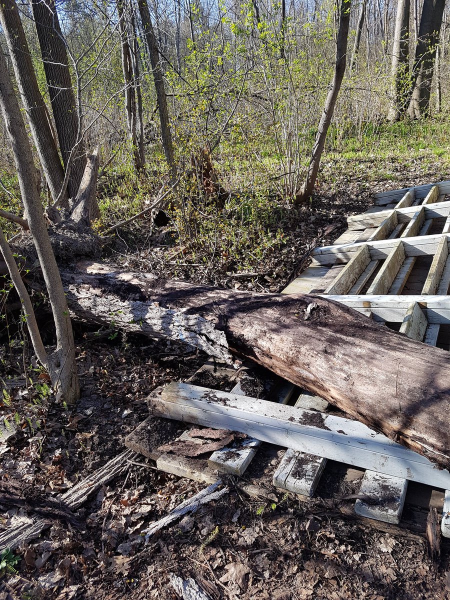 JillMSkinner's tweet image. Still some large trees hovering over pathways in Elmhurst Forest Recognizing many trees hit during last storm, these remain a #SafetyHazard @ottawacity @ottawahealth #Ottawa311 @SgtMKeen_WCPC