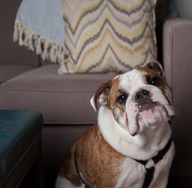 libbyroach1's tweet photo. Lights, camera, bulldog 😍 
Little #bts from a shoot, then this guy got in the way, in the best possible way 🐶 thanks for the design inspo @hgtvcanada ✌🏻
.
#homedecor #home #hometowin #puppers #instadog #tuckerroach #bulldogsofinstagram https://t.co/Q5viO4im4f https://t.co/Q8Vn6mvjHR