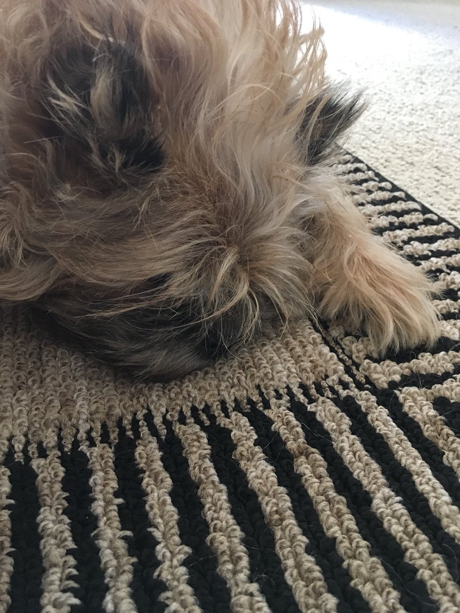 Max_B_Griffon's tweet photo. Incase anyone is wondering.  I’m still around. I just use Instagram a lot more now. https://t.co/HHkIAc4PtJ