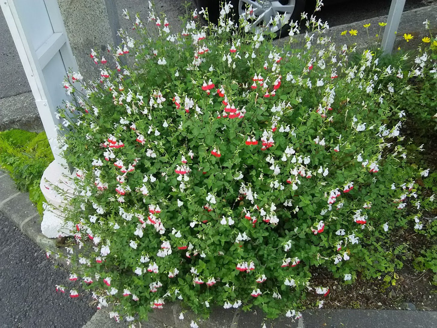 徳島文理大学薬学部 道端にチェリーセージ ホットリップス の花が咲いていました 赤と白のツートンカラー かわいいですね メキシコ原産のこの植物 成分研究が行われており ９員環と３員環が縮環した特異な構造をもつジテルペン等が単離されています