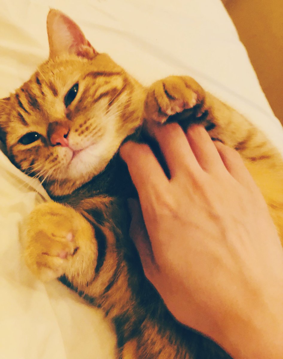 hanae0626's tweet photo. たまーに写真撮らせてく��る😸 https://t.co/2fw8MkeFDZ