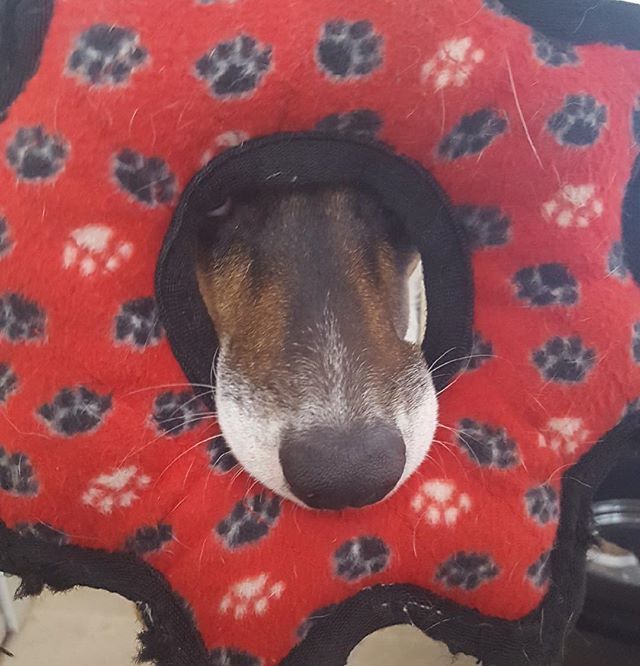 thcfair's tweet photo. #thcfairdog wants to make sure we pack her favorite toy for #coosbay #thcfair 😂 Yes, ma’am!! #celebrate #cannabis #hemp #thcfair #cannabiscommunity #oregoncoast #oregonweed #legalweed #oregrown https://t.co/pneuPkGnTy https://t.co/8yAq5sgjSX