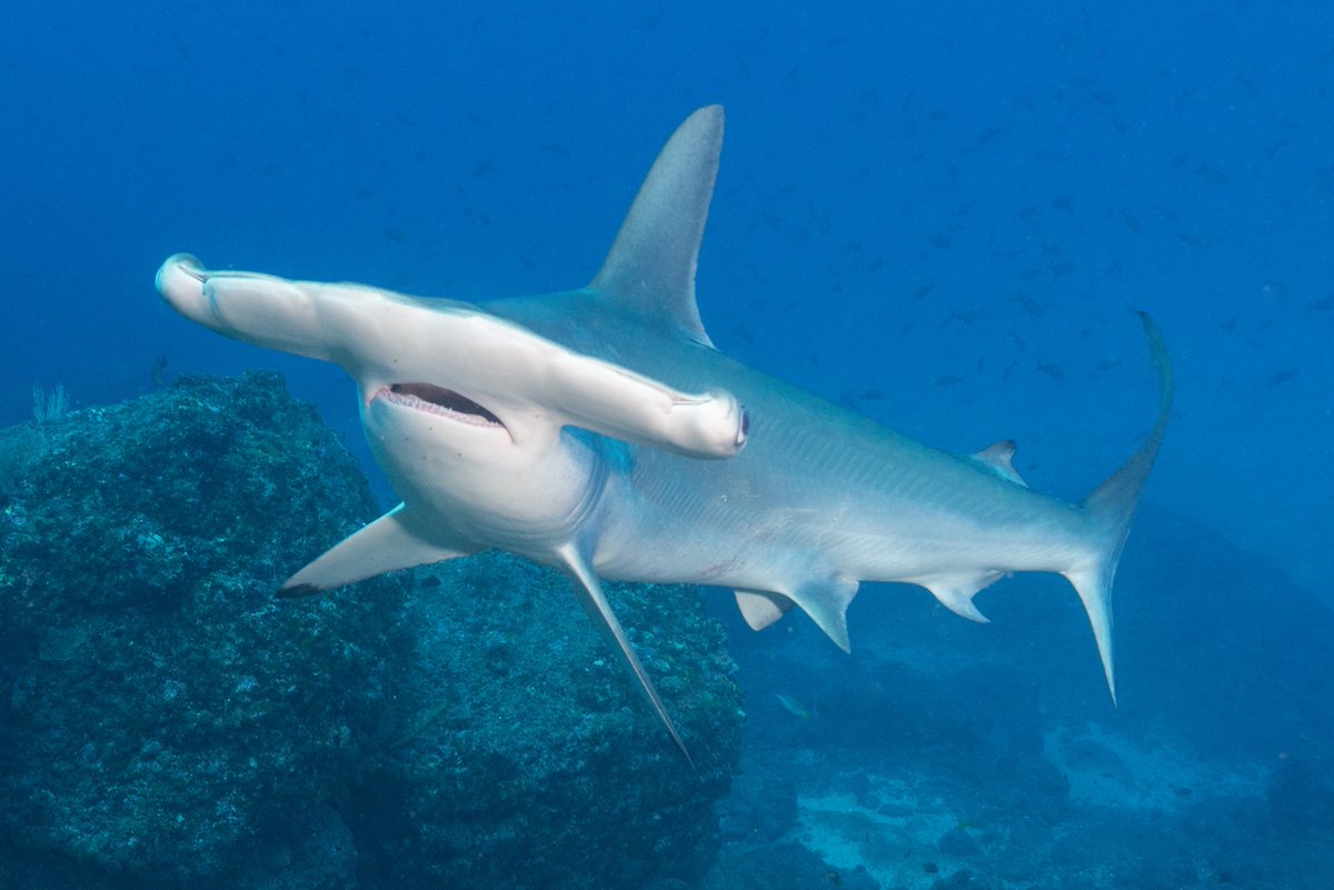 OceanFirstEdu's tweet photo. "I love salad."
#Sharkasm #PhotoOfTheDay https://t.co/QLwJyC4SFf