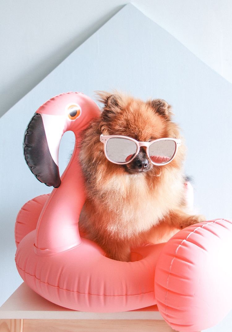 CampCookstown's tweet image. “I Don’t Know About You Guys, But I Am Thinking I Love This Summer Look”

#DogLovers
#SummerDog
#DogsLife
#Dogs