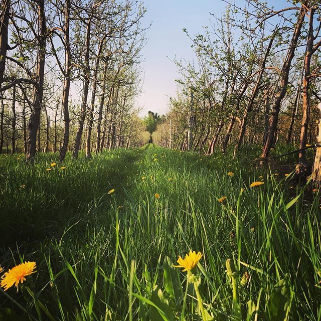 La floraison est promise pour le week-end au Domaine Neige #hemmingford ift.tt/2IoPyB4