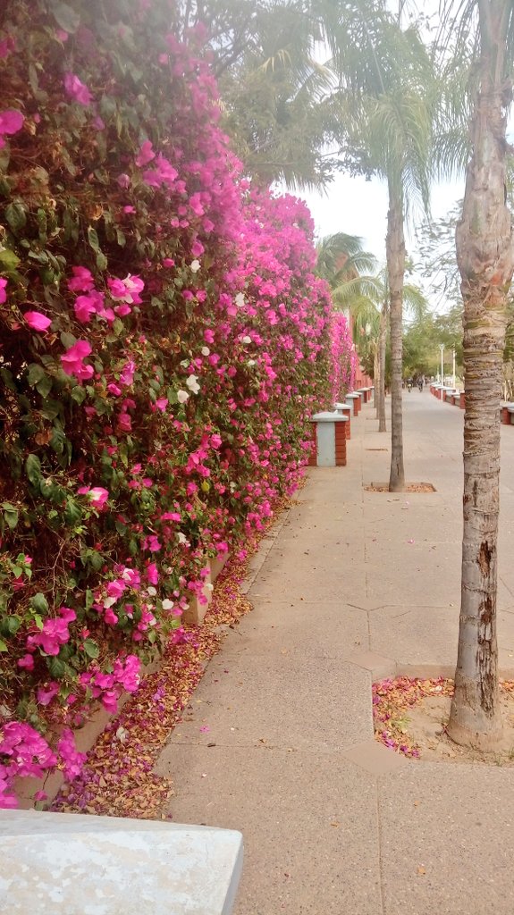 daYculichi's tweet photo. Hermoso caminar asì en las tardes por la #IslaDeOraba en #Culiacán así hasta el sol es agradable hoy. 😊🌼🌞 https://t.co/jChdkS4EE5