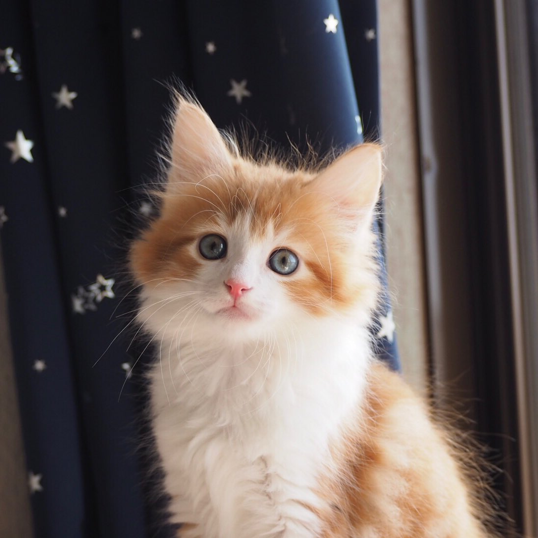 これ見た人は子猫が成長した画像貼れ ノルウェージャン メインクーン編 Togetter これ見た人は子猫が成長した画像貼れ ノルウェージャン メインクーン編 Togetter