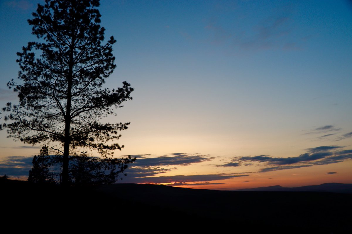 Enjoyed myself this evening #walk #forestry #sunset #nature