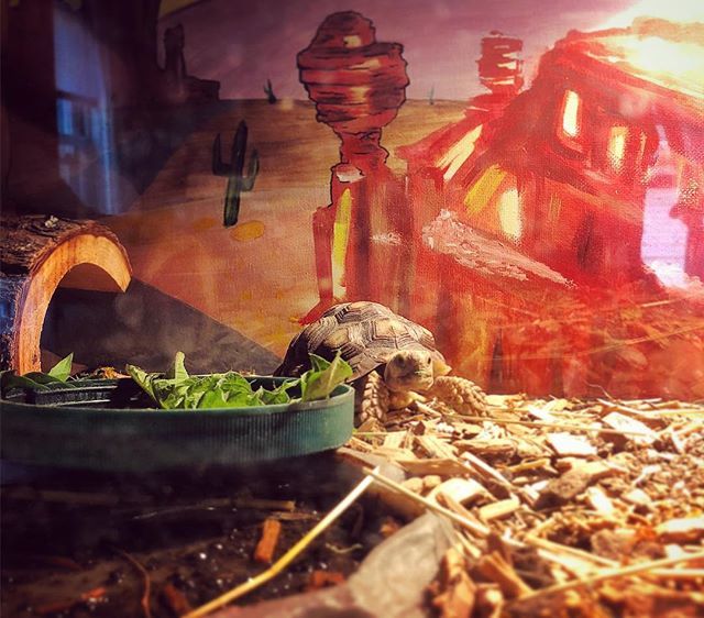 MagnusApollo's tweet photo. Didn’t quite finish it, but painted a Nobel inspired background for #ethelthetortoise. She needed something to help the home feel more homey.
.
.
.
#sulcatta #tortoiselife #tortisesofinstagram #adoptedtortoise #custombackgrounds #takingcareofthecritters … https://t.co/Dhlmw8EpRm https://t.co/75JJ1DF5Tc