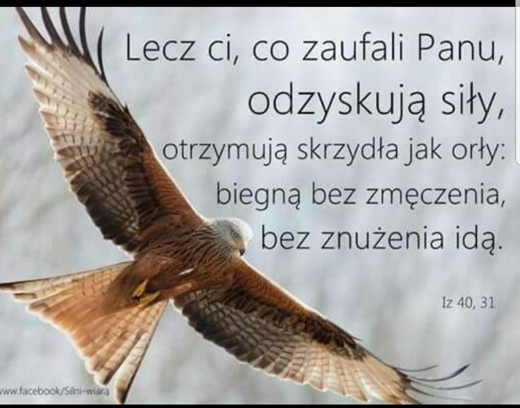 lecz ci, co zaufali Panu, odzyskują siły, otrzymują skrzydła jak orły: biegną bez zmęczenia, bez znużenia idą.